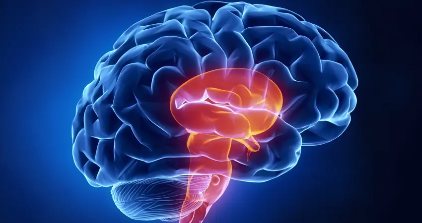 Brain showing stem highlighted