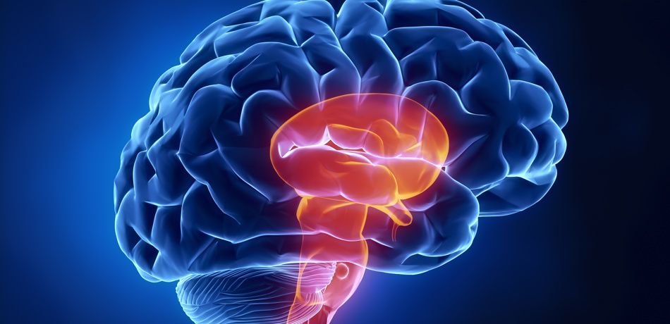 Brain showing stem highlighted