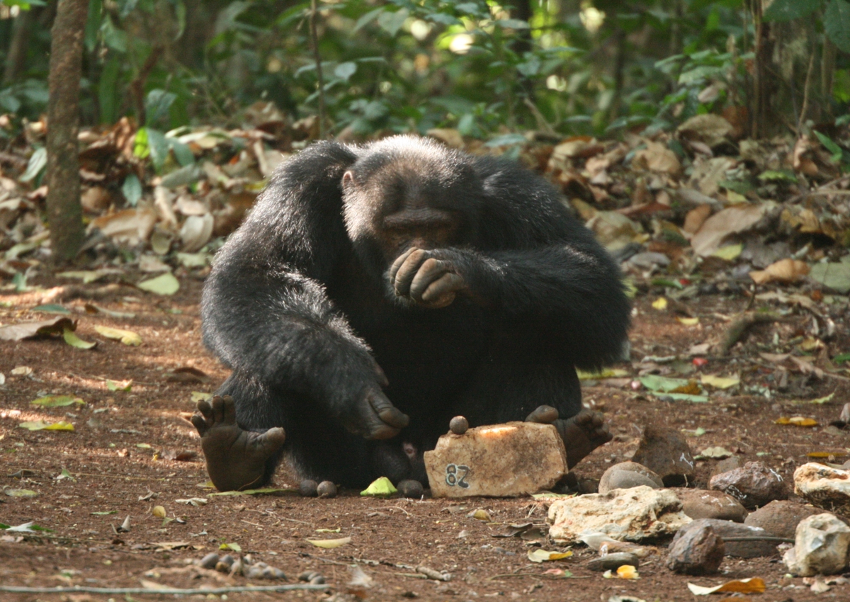 Chimp using hammer