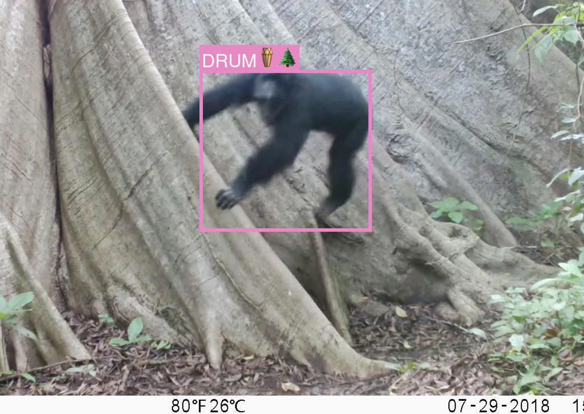 Chimp climbing tree
