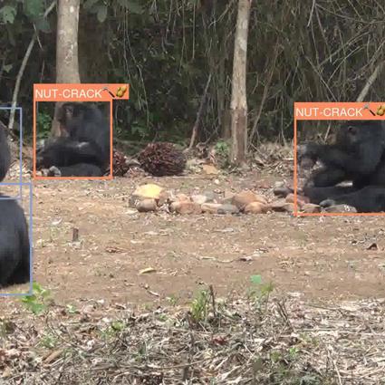 AI being used to monitor chimp behavior