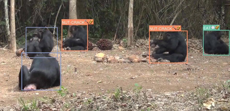 AI being used to monitor chimp behavior