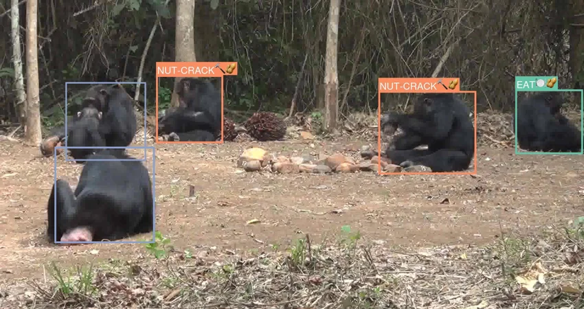 Artificial intelligence used to recognise primate behaviours in the wild