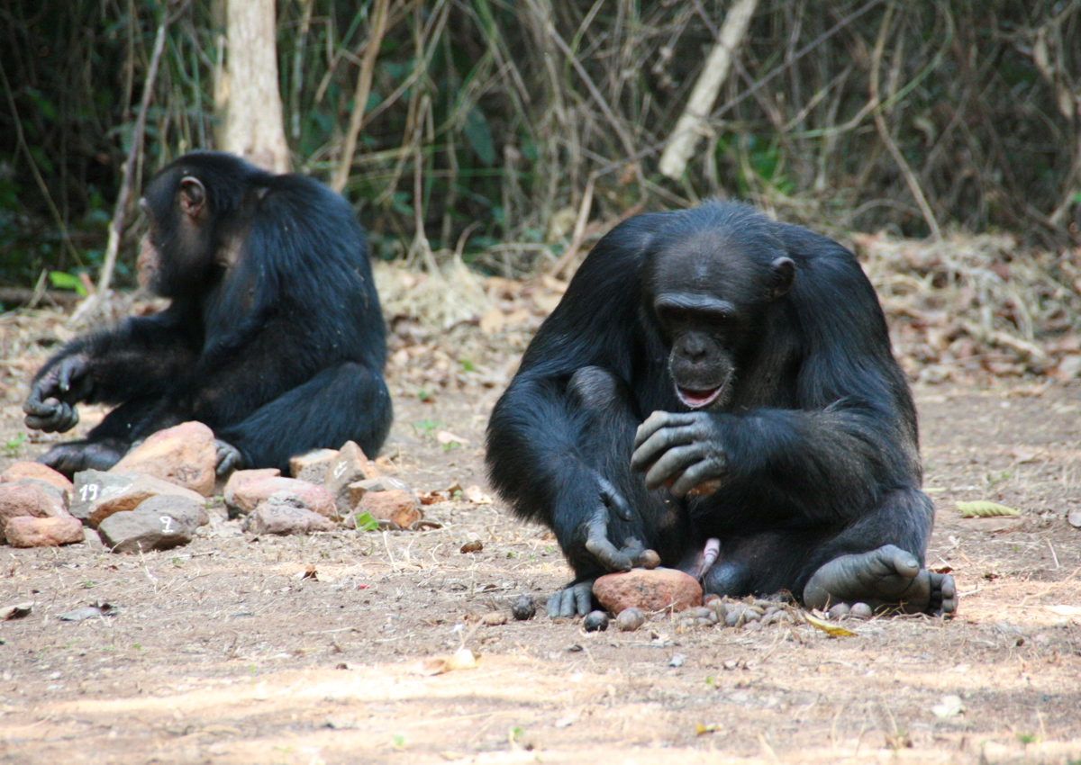 Chimps