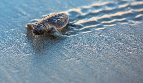 Turtle walking across beach