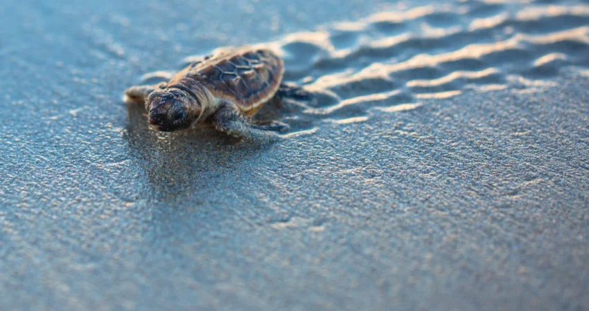 Turtle walking across beach