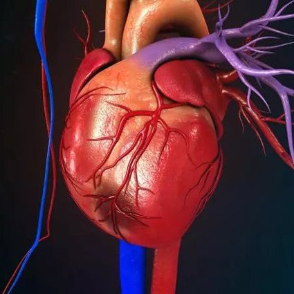 A human heart digital image