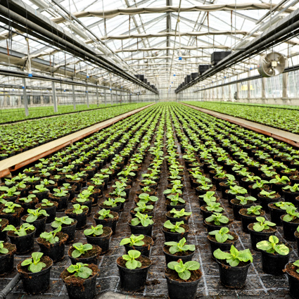 Indoor farming of plants