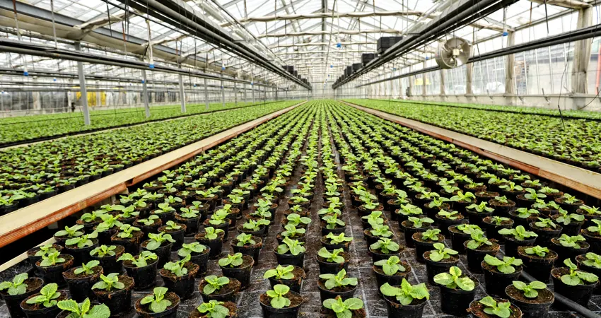 Indoor farming of plants