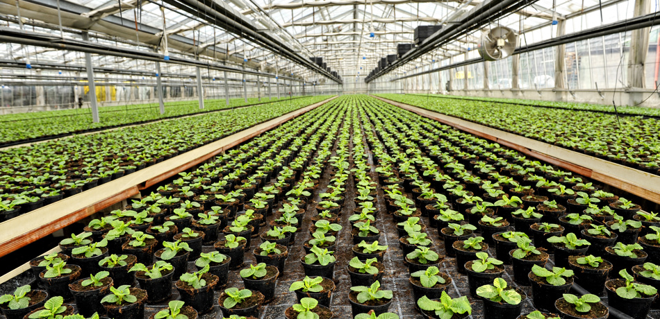 Indoor farming of plants