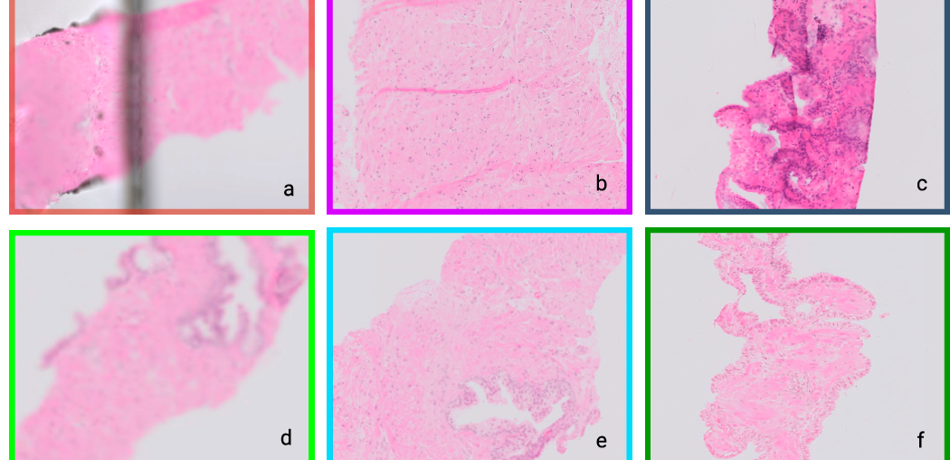Automated assessment of pathology image quality