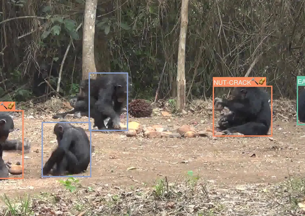 new artificial intelligence (AI) models developed to recognise behaviours of chimpanzees in the wild