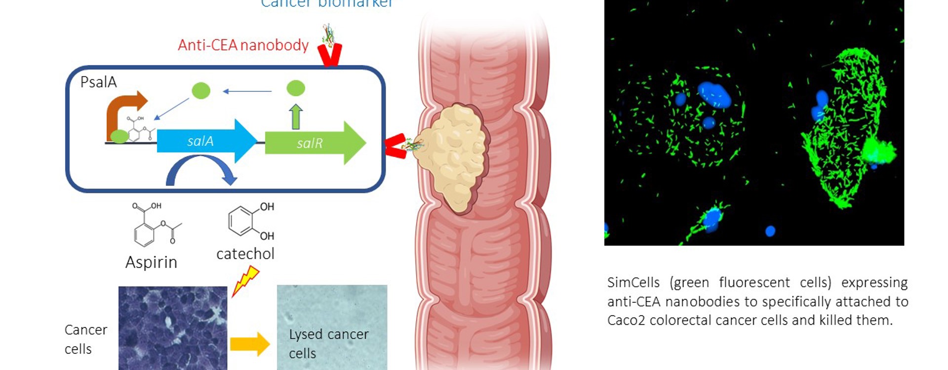 Simcell Cancer Therapy Illustration