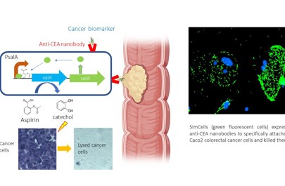 Simcell Cancer Therapy Illustration