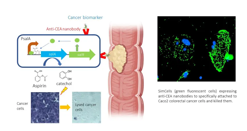 Simcell Cancer Therapy Illustration