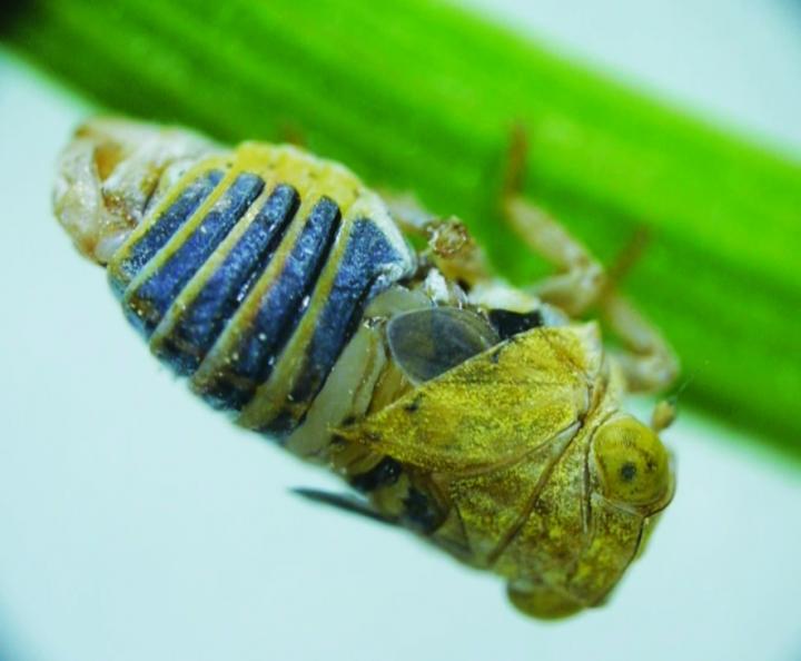 Close up of green insect on a blade of grass