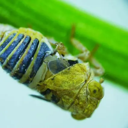 Close up of green insect on a blade of grass