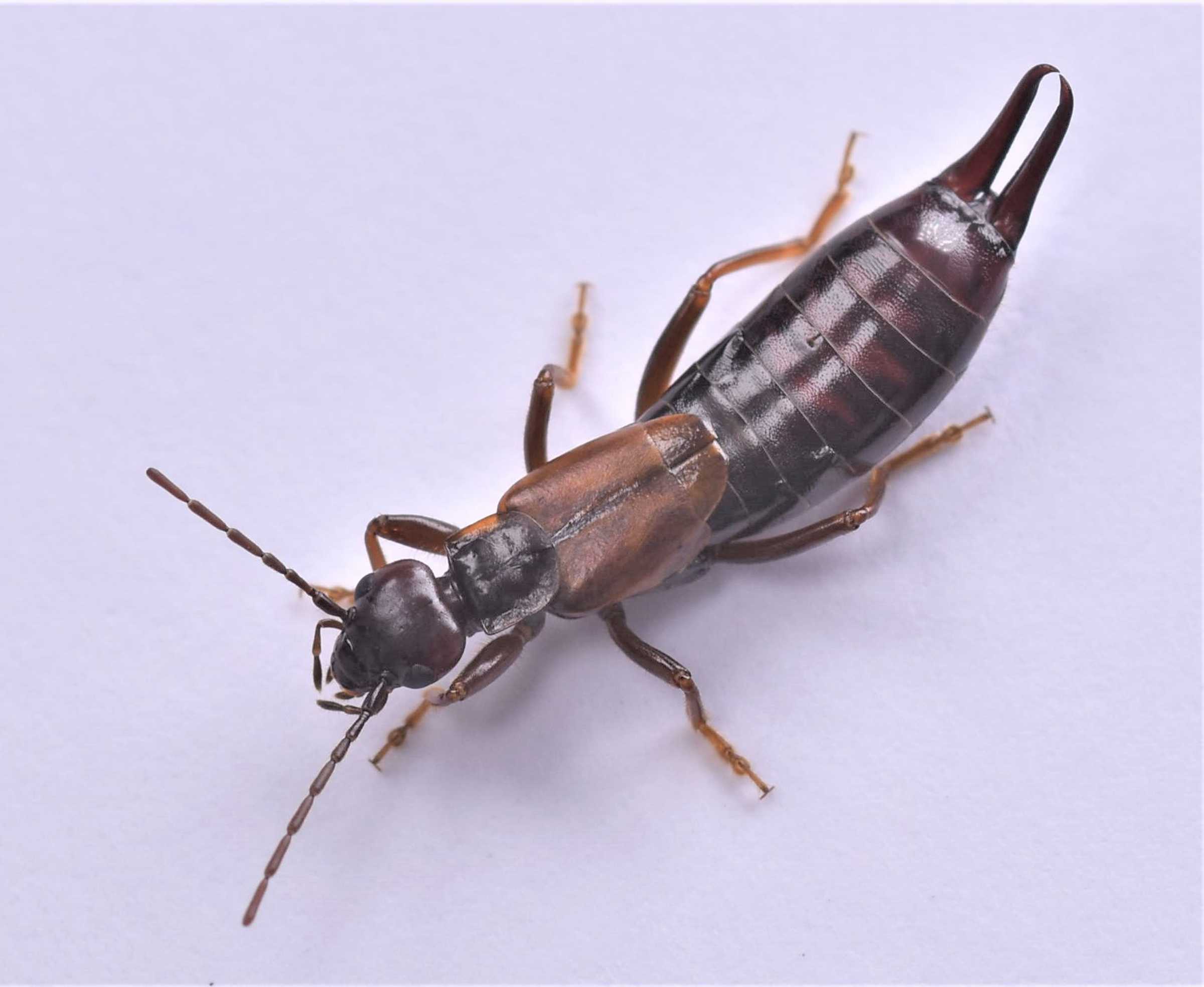 The earwig Forficula Mikado with wings folded