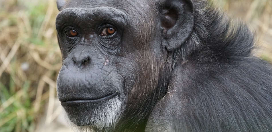 Stock photo of a chimpanzee
