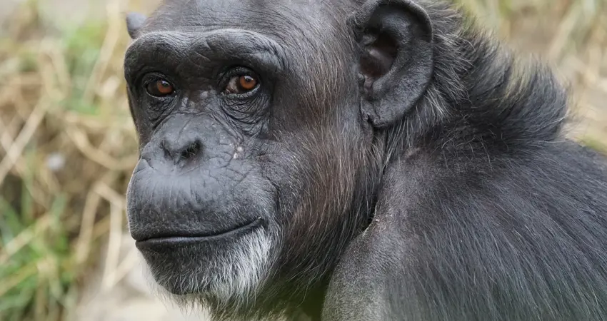 Stock photo of a chimpanzee