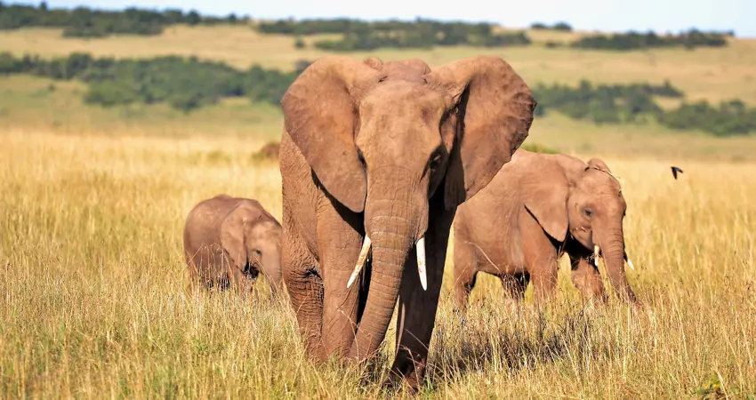 Tracking elephants using the vibrations they make through the ground