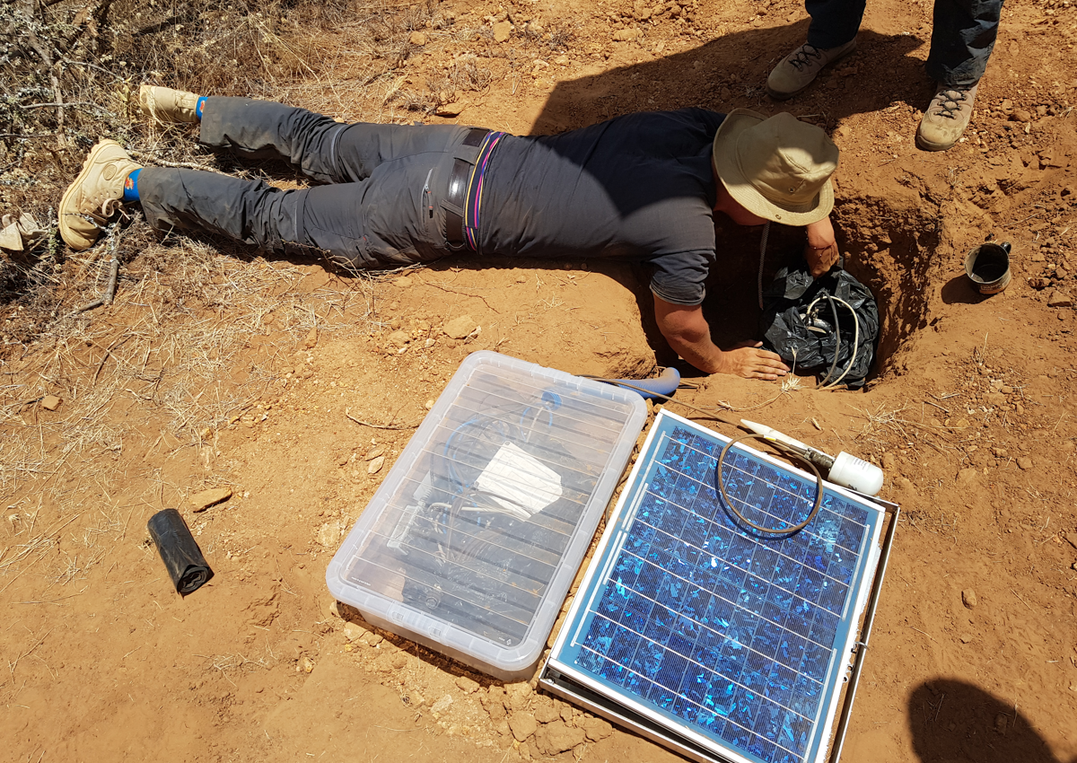 Seismometers are buried in the ground to detect the vibrations made by elephants
