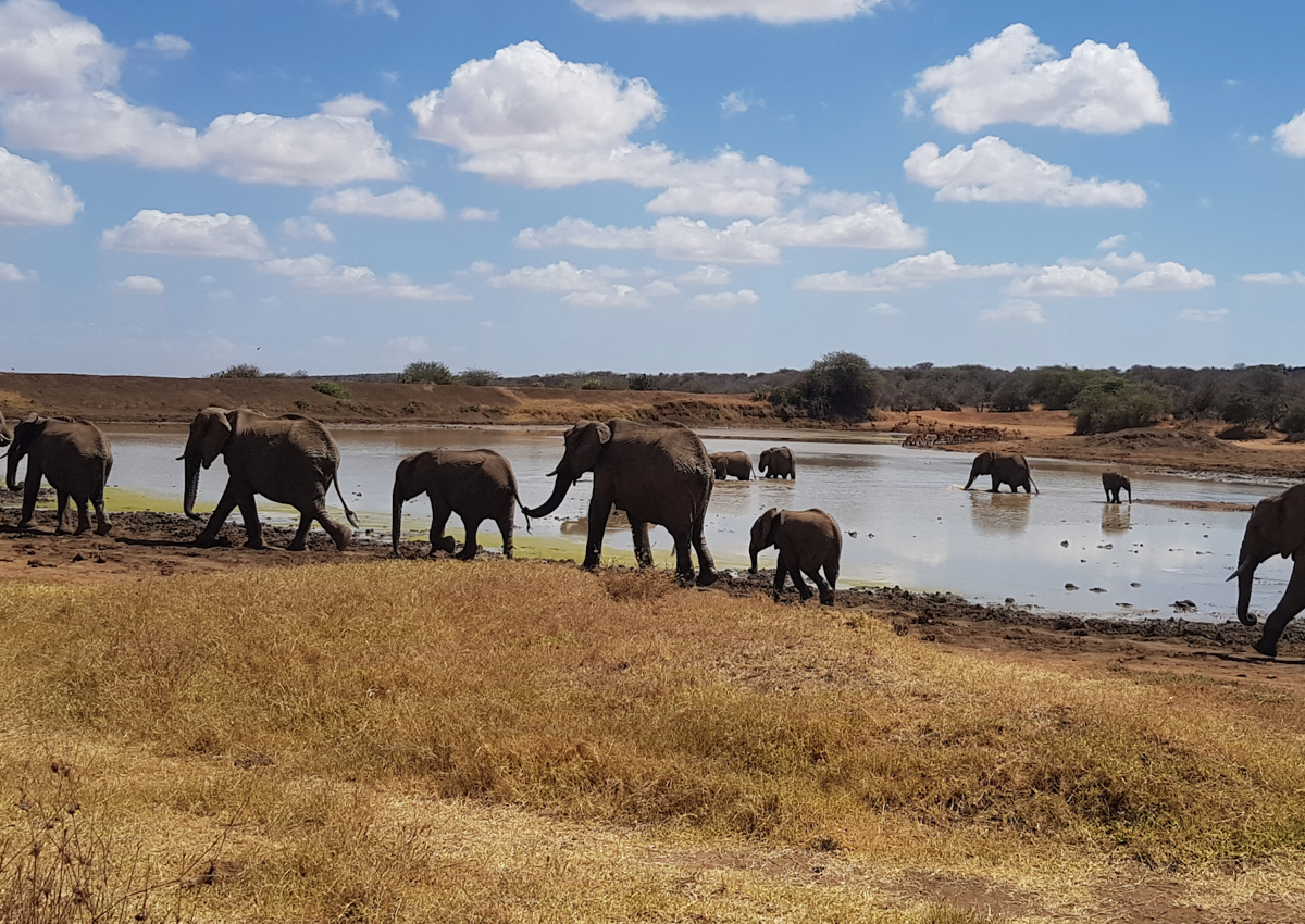Elephants around a dam in Kenya