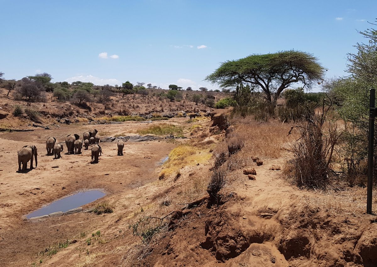 A family of elephants walk along a dried river bed at the Mpala research center in Kenya
