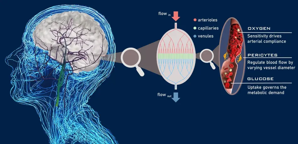 A diagram showing the roles of oxygen supply, pericyte cell activity and glucose consumption