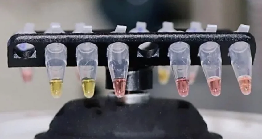 Vials containing saliva samples for test which uses a simple colour change to identity presence of the Covid-19 virus. A positive sample changes from pink to yellow