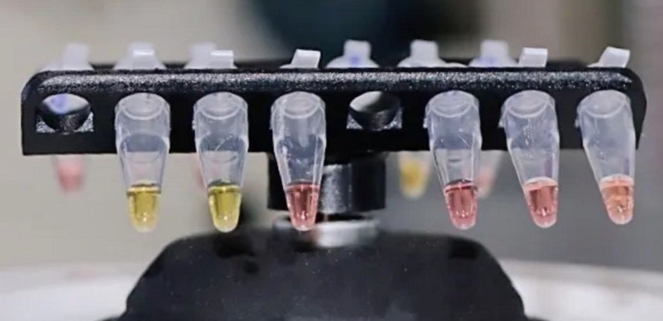 Vials containing saliva samples for test which uses a simple colour change to identity presence of the Covid-19 virus. A positive sample changes from pink to yellow