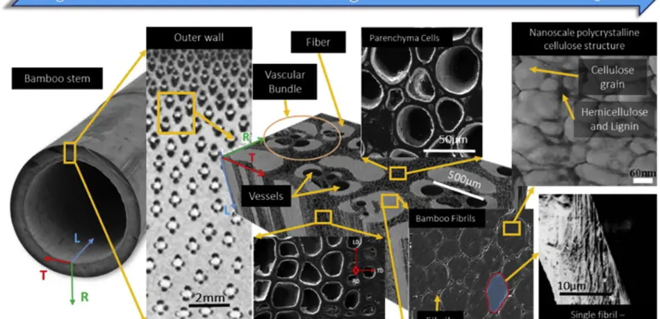 Bamboo's hierarchical structure showing many scales and levels of organisation including the stem, outer wall, vascular bundle, fiber, vessels, parenchyma cells, fibrils, cellulose structure and grain