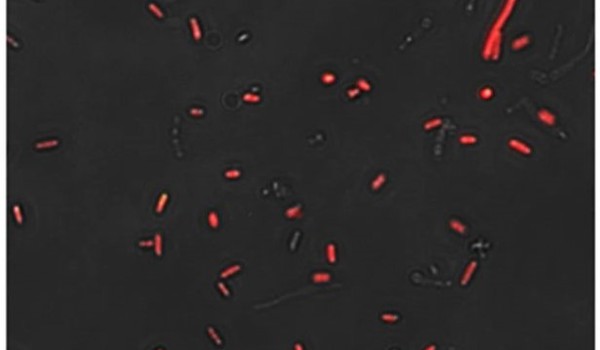 SimCells, a platform for Synthetic biology