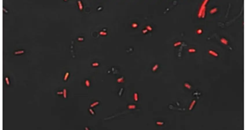 SimCells, a platform for Synthetic biology