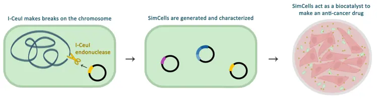 Diagram of SimCell preparation process