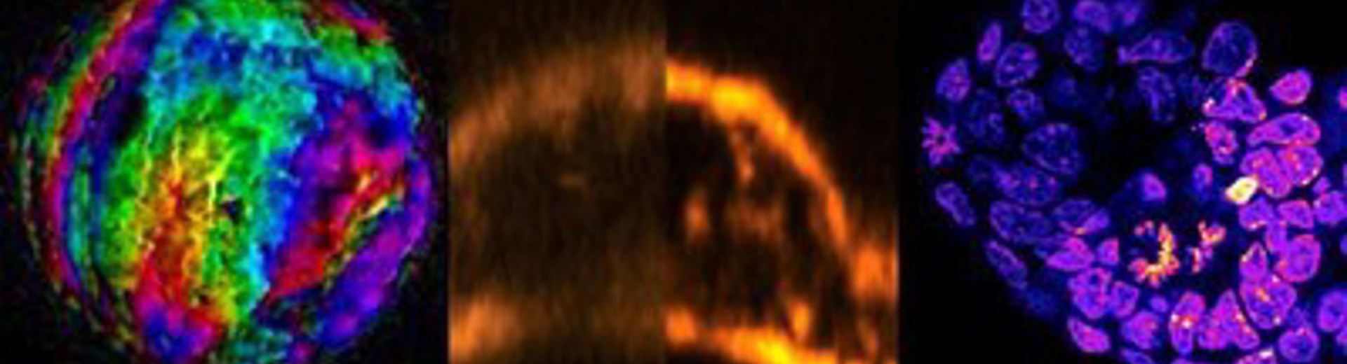 Collage of abstract looking science images