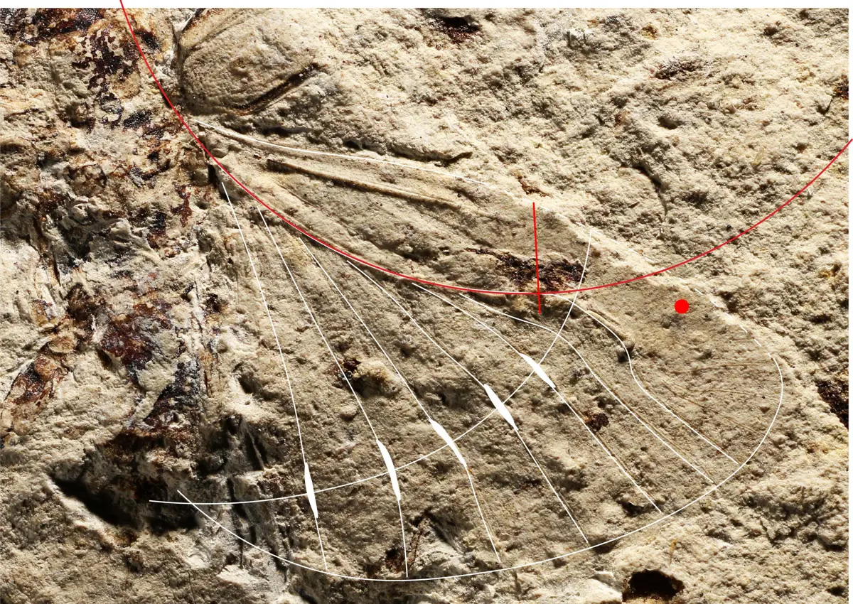 Fossil hind wing for a protelytropteran insect with wing venation highlighted