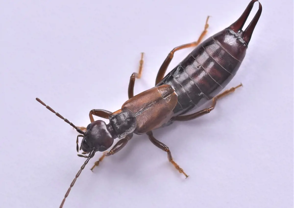 The earwig Forficula Mikado with wings folded