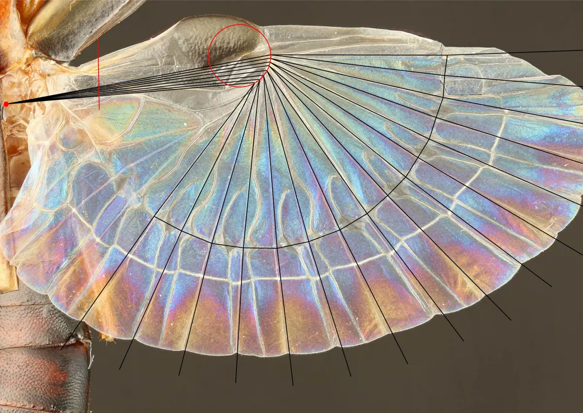 Schematic for the new design method projected onto the hind wing of an earwig