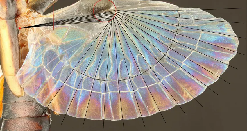Schematic for the new design method projected onto the hind wing of an earwig