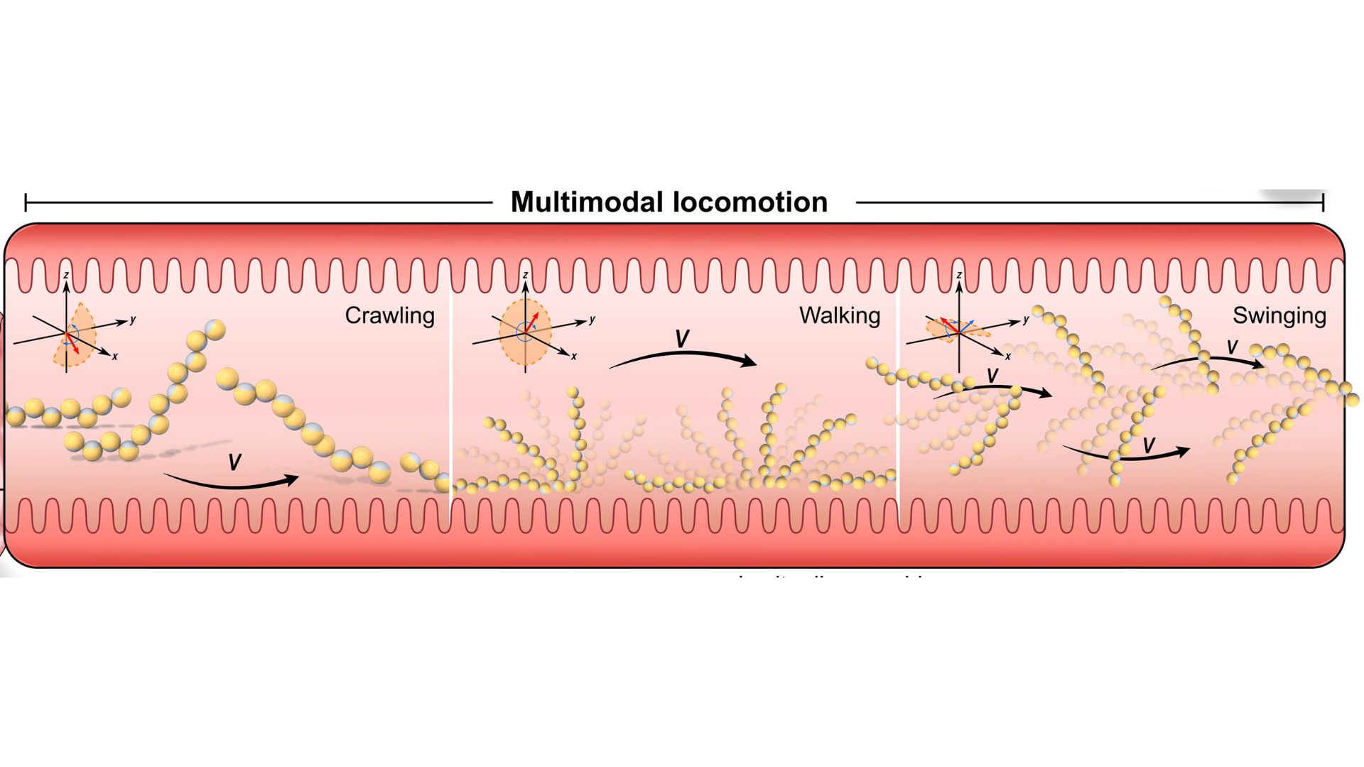 Schematic of the inside of an intestine titled multimodal locomotion. Three panes illustrate crawling, walking and swinging. Within each pane, a chain of circular microrobots illustrates movement from left to right.