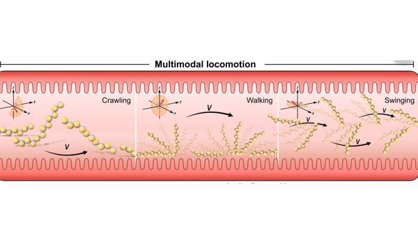 Schematic of the inside of an intestine titled multimodal locomotion. Three panes illustrate crawling, walking and swinging. Within each pane, a chain of circular microrobots illustrates movement from left to right.