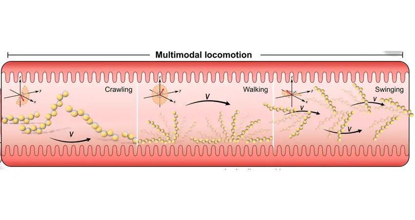 Schematic of the inside of an intestine titled multimodal locomotion. Three panes illustrate crawling, walking and swinging. Within each pane, a chain of circular microrobots illustrates movement from left to right.