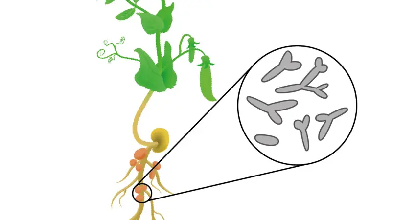 Plant diagram