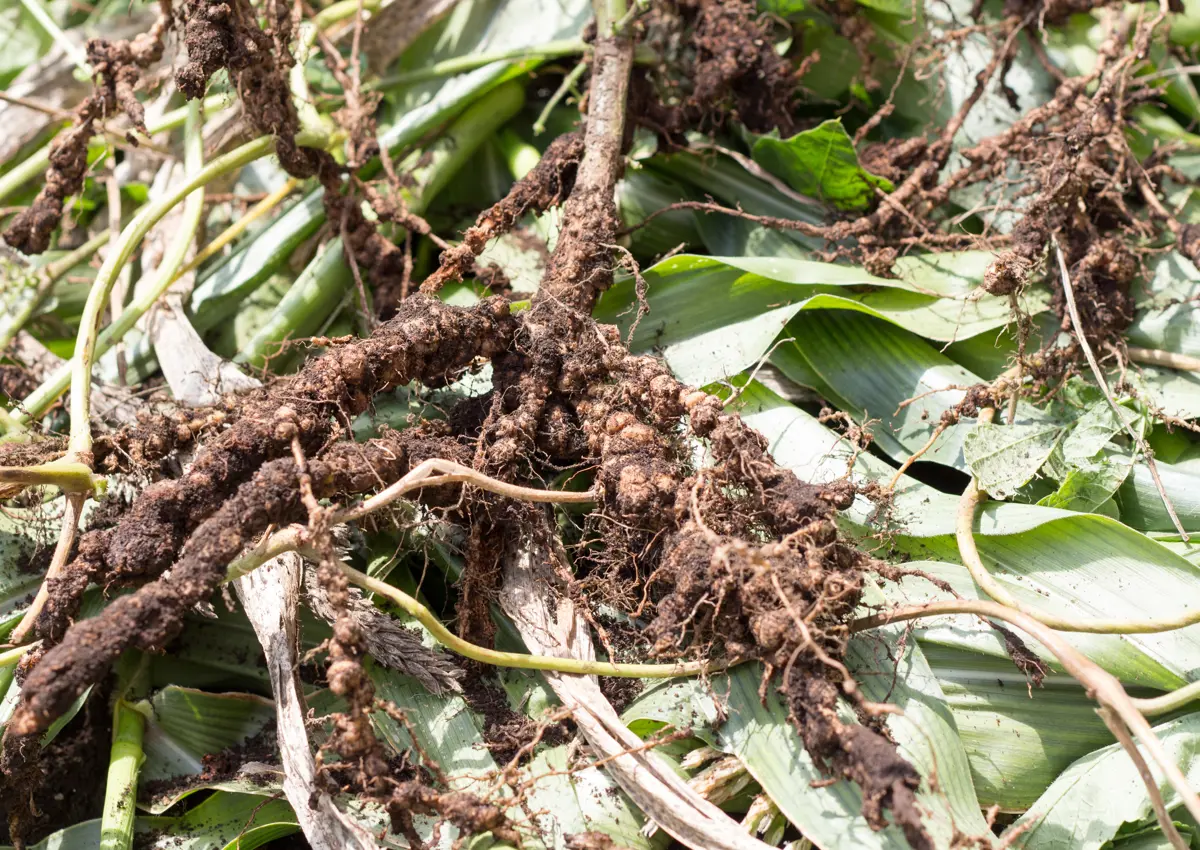 Root nodules containing Rhizobiaceae bacteria