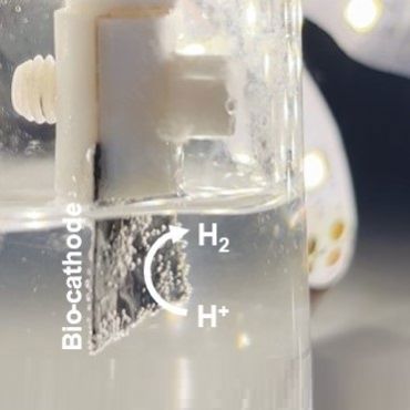 Close-up of a biocathode in action, showing hydrogen gas (H₂) generation from protons (H⁺) during electrochemical reactions in a clear liquid solution.