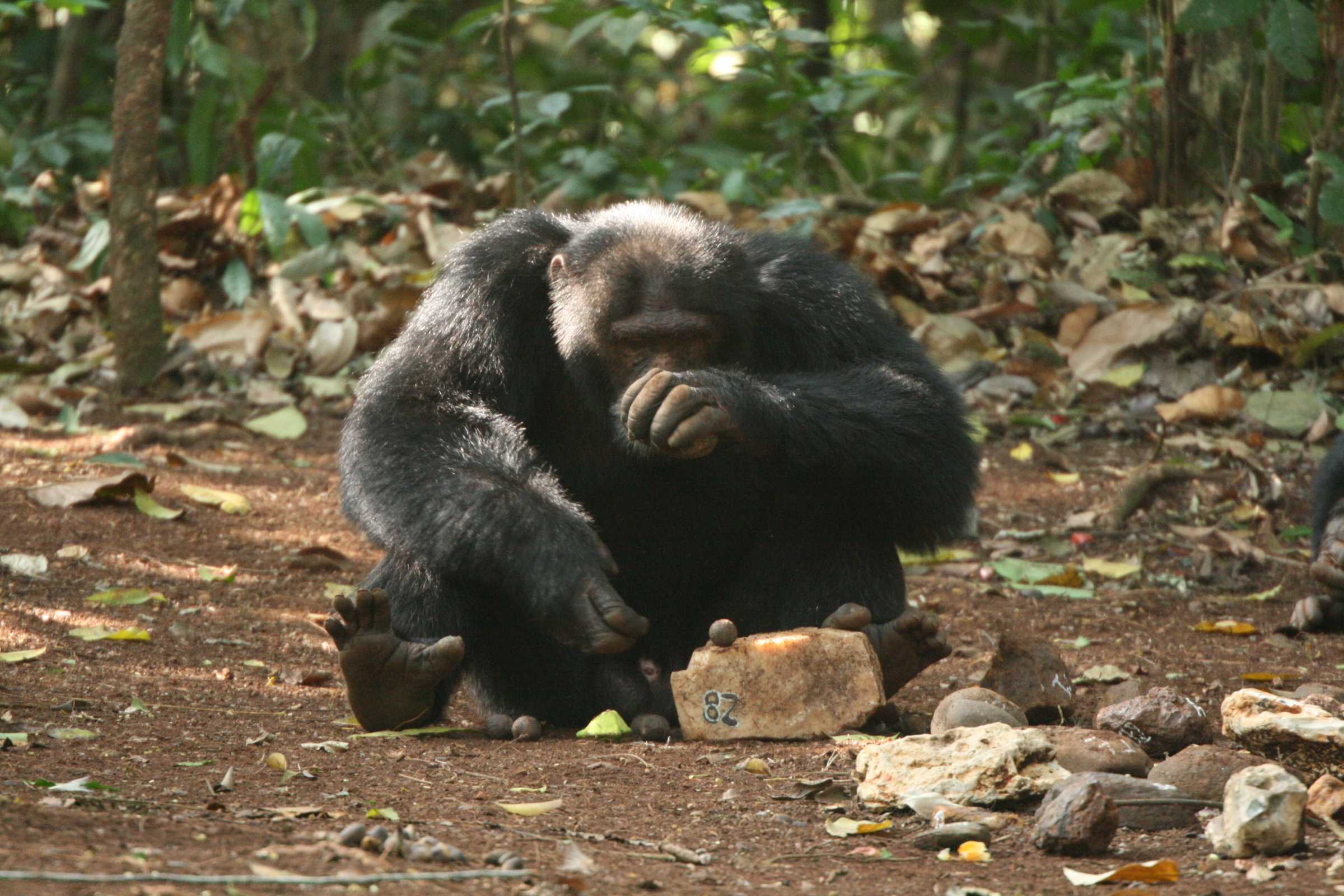 Chimp using hammer