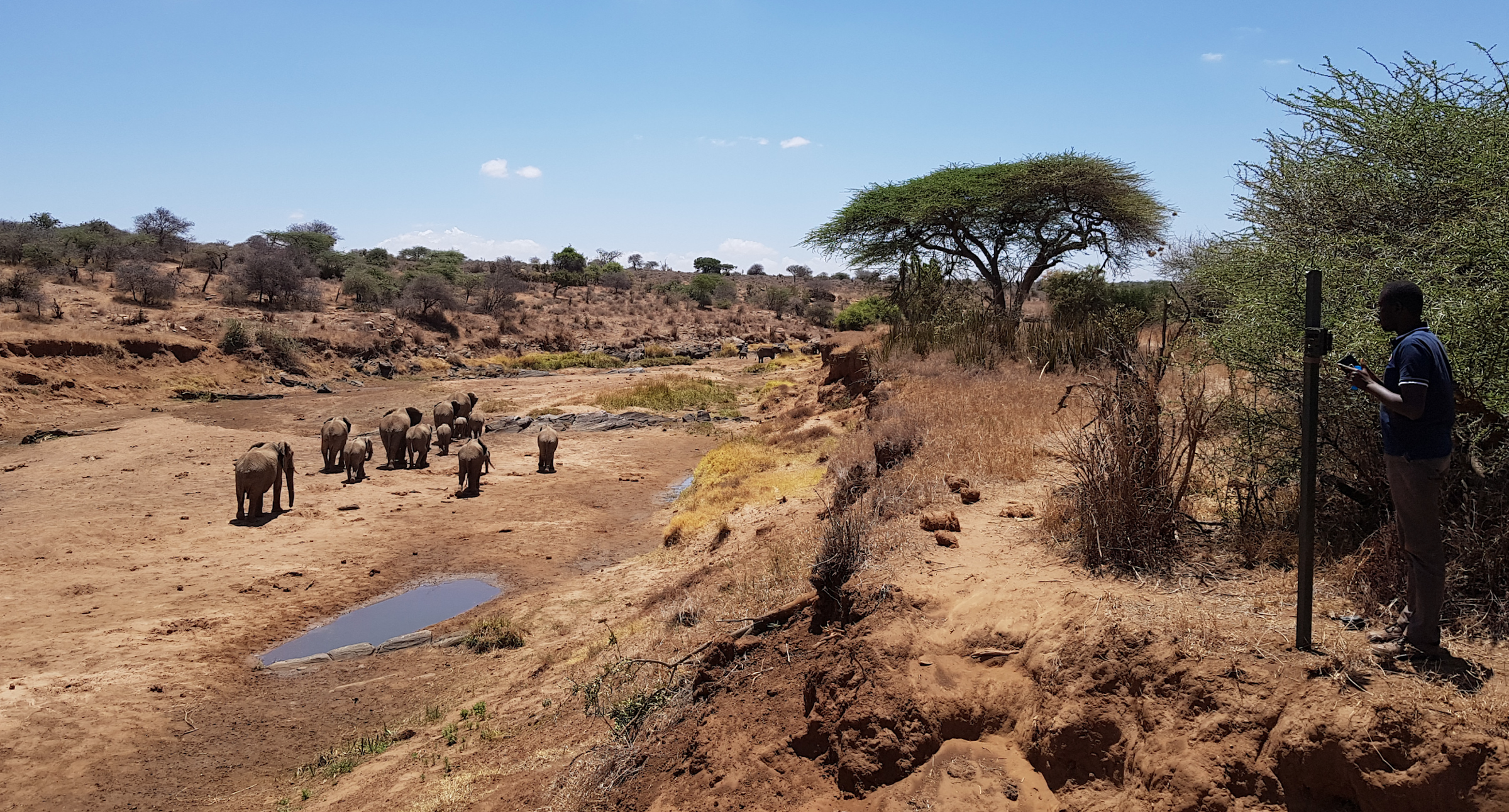A family of elephants walk along a dried river bed at the Mpala research center in Kenya
