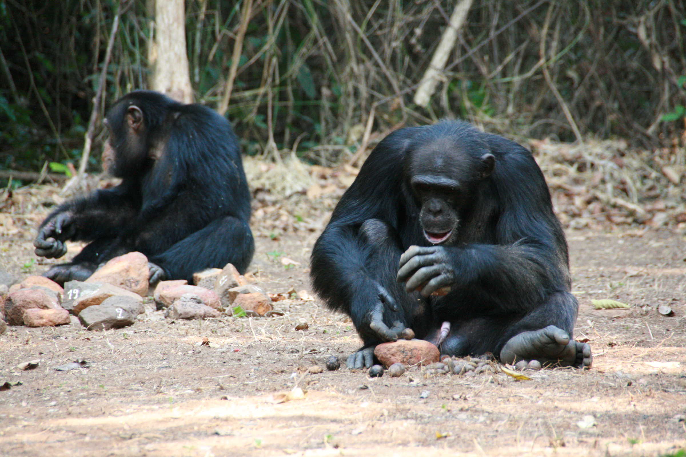 Chimps