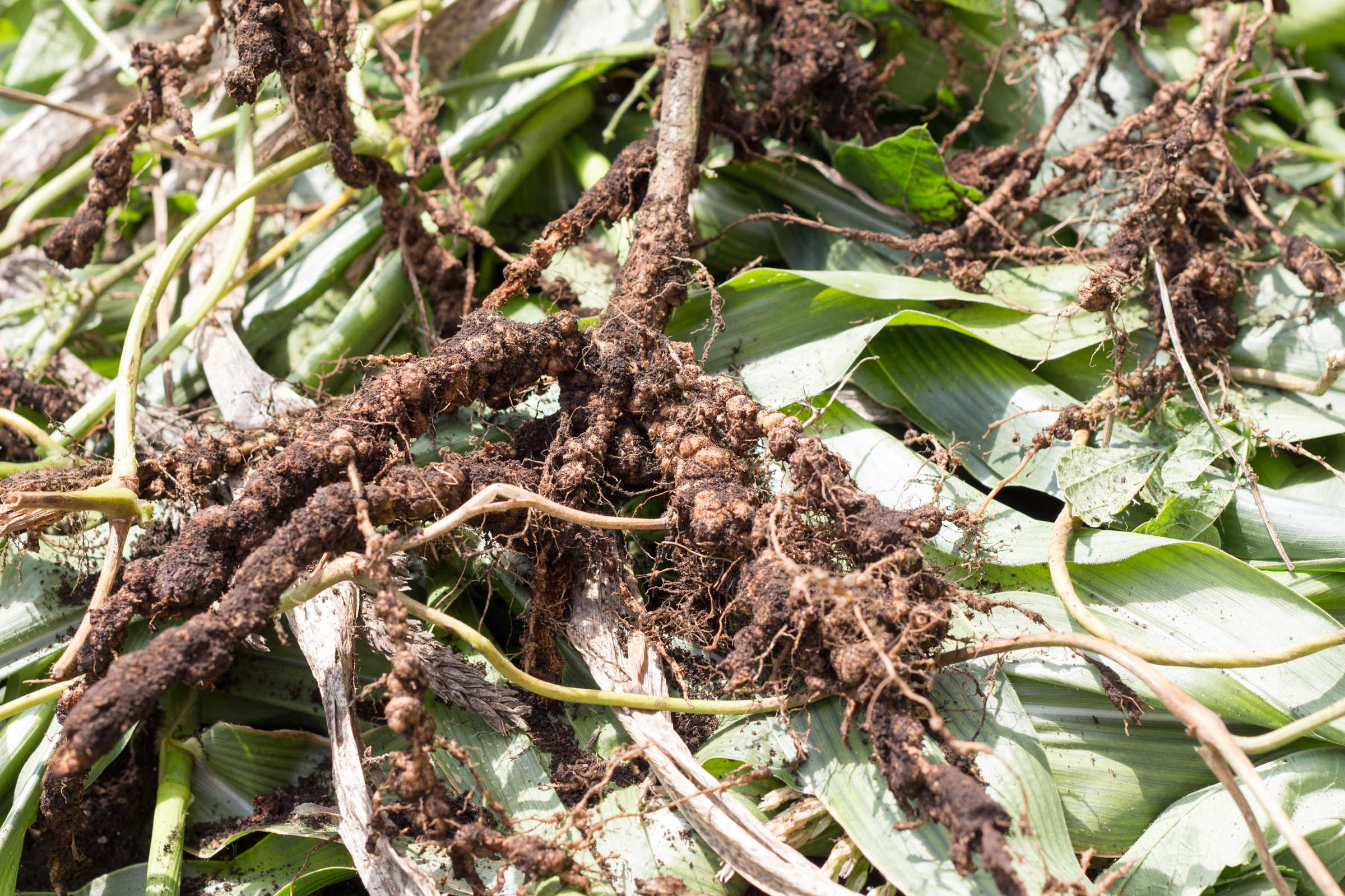  Root nodules containing Rhizobiaceae bacteria 
